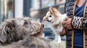 two dogs meetings